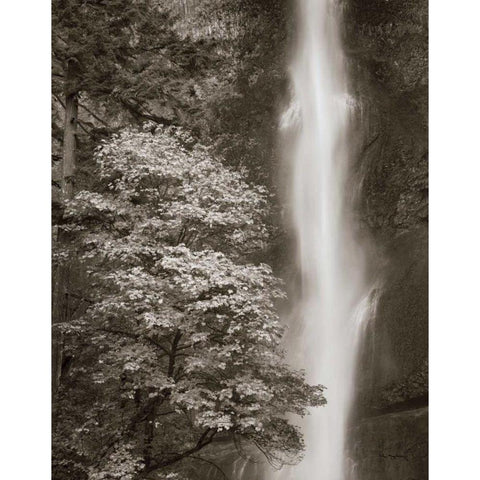 Multnomah Falls Gold Ornate Wood Framed Art Print with Double Matting by Audit, Lisa