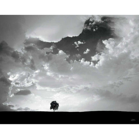 Lone Tree Black Modern Wood Framed Art Print with Double Matting by Aledanda