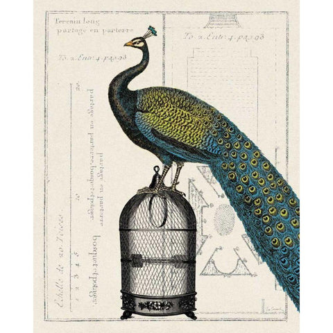 Peacock Birdcage II White Modern Wood Framed Art Print by Schlabach, Sue