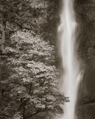 Multnomah Falls White Modern Wood Framed Art Print with Double Matting by Audit, Lisa