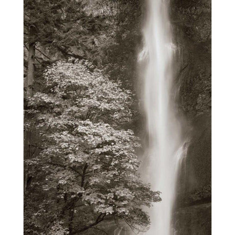 Multnomah Falls Gold Ornate Wood Framed Art Print with Double Matting by Audit, Lisa