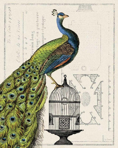 Peacock Birdcage I White Modern Wood Framed Art Print with Double Matting by Schlabach, Sue