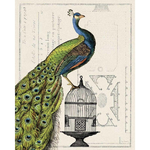 Peacock Birdcage I Black Modern Wood Framed Art Print with Double Matting by Schlabach, Sue