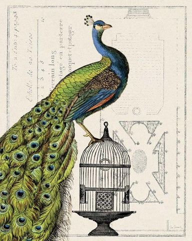 Peacock Birdcage I Black Ornate Wood Framed Art Print with Double Matting by Schlabach, Sue