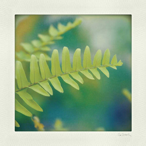 Natures Fern I Black Ornate Wood Framed Art Print with Double Matting by Schlabach, Sue