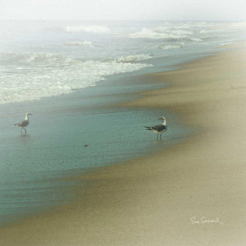 Seabirds White Modern Wood Framed Art Print with Double Matting by Schlabach, Sue