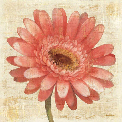 Blushing Gerbera on Cream Black Modern Wood Framed Art Print with Double Matting by Hristova, Albena