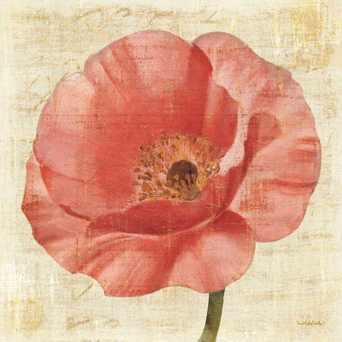 Blushing Poppy on Cream White Modern Wood Framed Art Print with Double Matting by Hristova, Albena