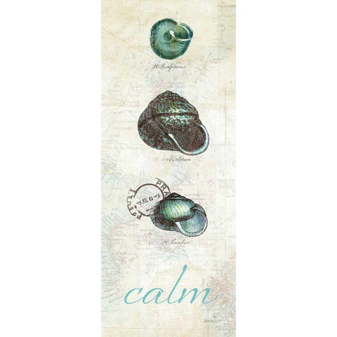 Touch of Blue Shells II Black Modern Wood Framed Art Print with Double Matting by Pertiet, Katie