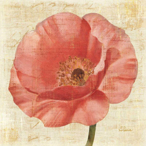 Blushing Poppy Black Modern Wood Framed Art Print by Hristova, Albena