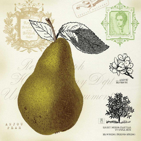 Pear Notes Gold Ornate Wood Framed Art Print with Double Matting by Studio Mousseau