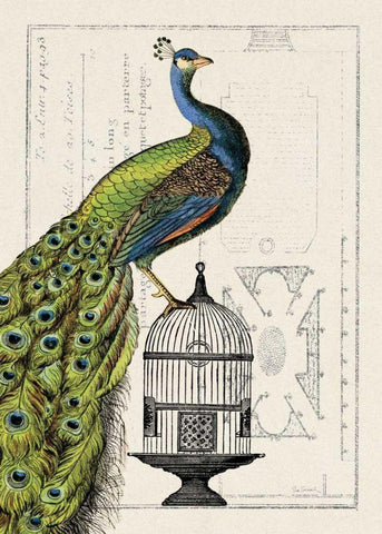 Peacock Birdcage I Black Ornate Wood Framed Art Print with Double Matting by Wild Apple Portfolio