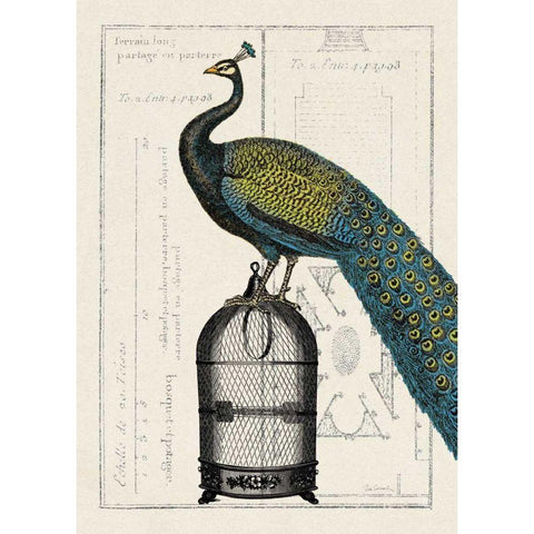 Peacock Birdcage II Black Modern Wood Framed Art Print with Double Matting by Wild Apple Portfolio