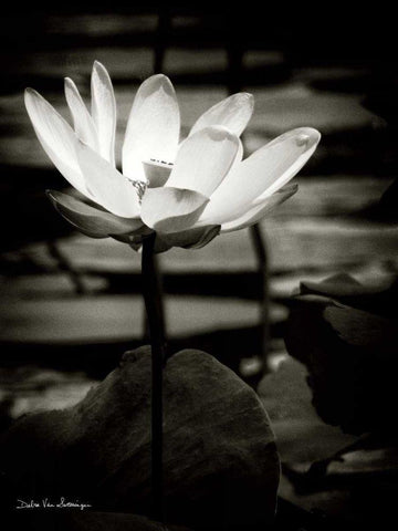 Lotus Flower VIII White Modern Wood Framed Art Print with Double Matting by Van Swearingen, Debra