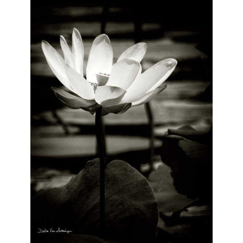 Lotus Flower VIII Black Modern Wood Framed Art Print by Van Swearingen, Debra