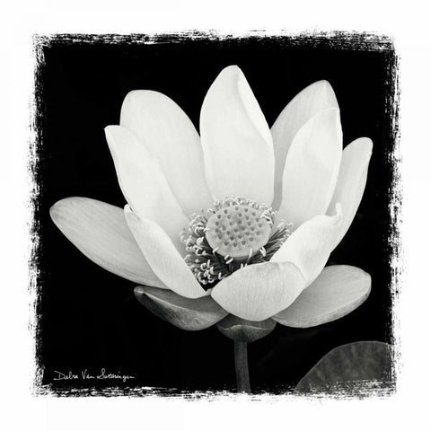 Lotus Flower I Gold Ornate Wood Framed Art Print with Double Matting by Van Swearingen, Debra