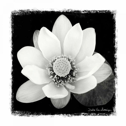 Lotus Flower II Gold Ornate Wood Framed Art Print with Double Matting by Van Swearingen, Debra