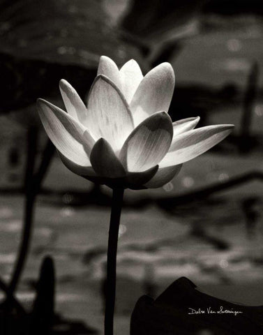 Lotus Flower VII White Modern Wood Framed Art Print with Double Matting by Van Swearingen, Debra