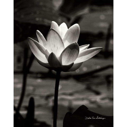 Lotus Flower VII Black Modern Wood Framed Art Print with Double Matting by Van Swearingen, Debra