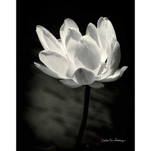 Lotus Flower X White Modern Wood Framed Art Print by Van Swearingen, Debra