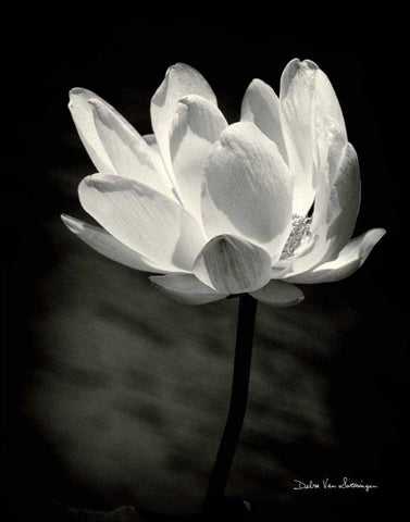 Lotus Flower X White Modern Wood Framed Art Print with Double Matting by Van Swearingen, Debra