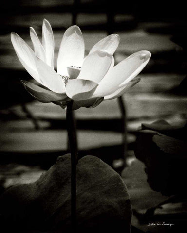 Lotus Flower VIII White Modern Wood Framed Art Print with Double Matting by Van Swearingen, Debra