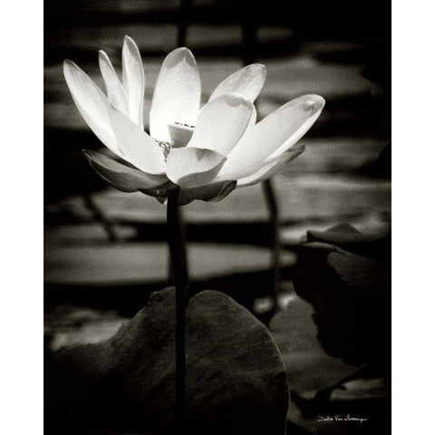 Lotus Flower VIII White Modern Wood Framed Art Print by Van Swearingen, Debra