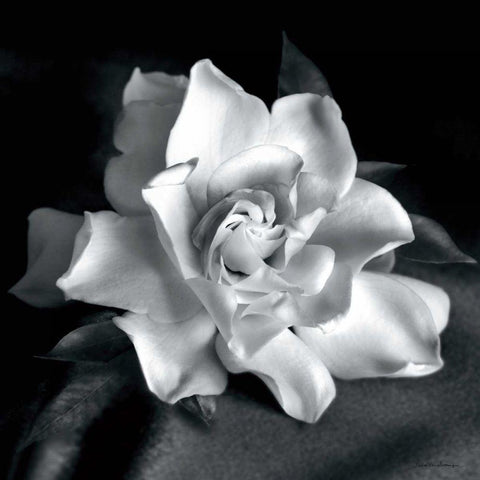 Gardenia White Modern Wood Framed Art Print by Van Swearingen, Debra