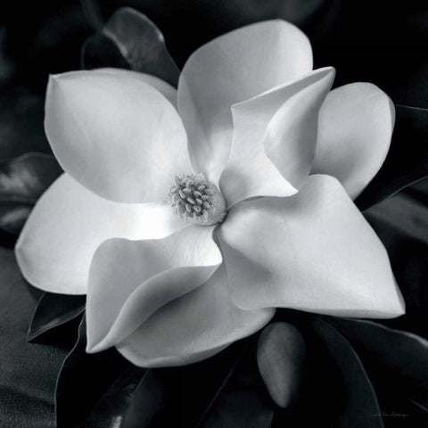 Magnolia White Modern Wood Framed Art Print with Double Matting by Van Swearingen, Debra