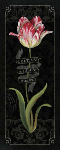 Tulipa Botanica III Black Ornate Wood Framed Art Print with Double Matting by Audit, Lisa