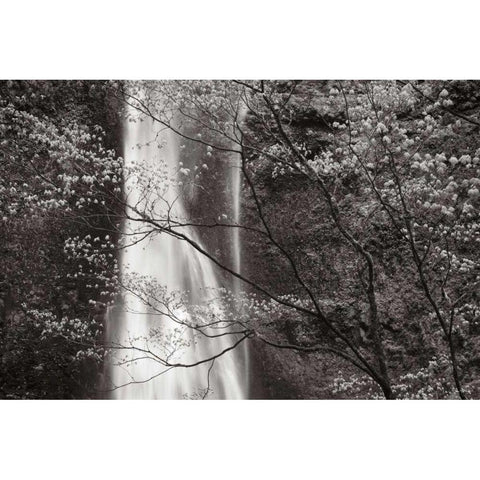 Double Falls II White Modern Wood Framed Art Print by Audit, Lisa