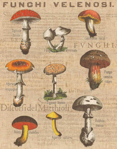 Funghi Velenosi I Black Ornate Wood Framed Art Print with Double Matting by Wild Apple Portfolio