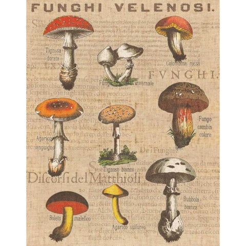 Funghi Velenosi I White Modern Wood Framed Art Print by Wild Apple Portfolio