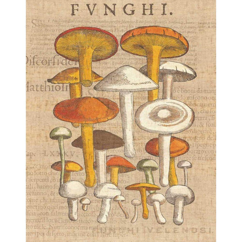 Funghi Velenosi II White Modern Wood Framed Art Print by Wild Apple Portfolio