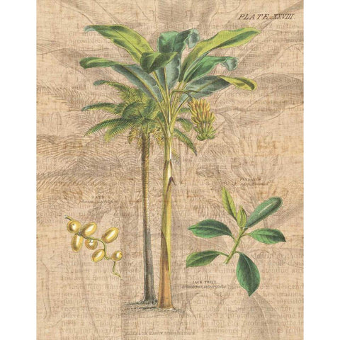 Palm Study I White Modern Wood Framed Art Print by Wild Apple Portfolio