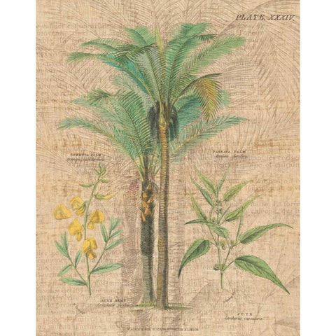 Palm Study II Gold Ornate Wood Framed Art Print with Double Matting by Wild Apple Portfolio