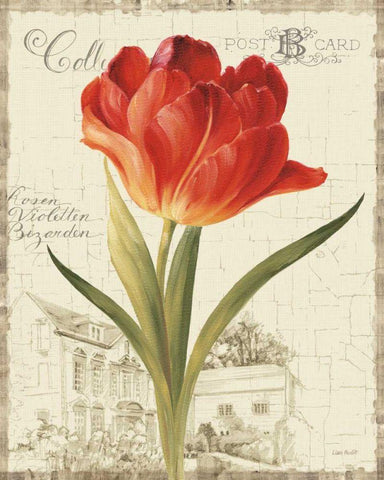 Garden View III - Red Tulip White Modern Wood Framed Art Print with Double Matting by Audit, Lisa