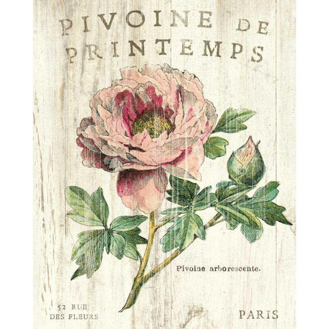 Pivoine de Printemps Black Modern Wood Framed Art Print with Double Matting by Schlabach, Sue