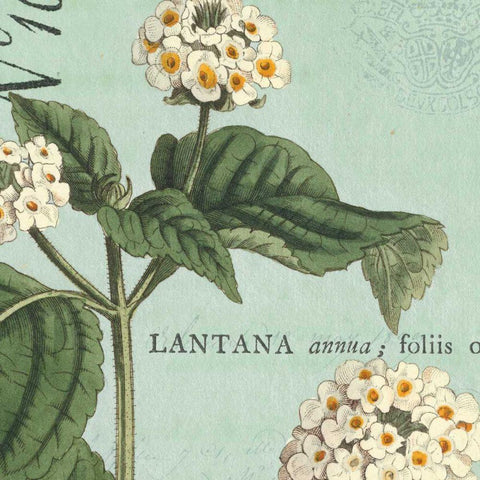 Botanique Bleu I White Modern Wood Framed Art Print with Double Matting by Wild Apple Portfolio