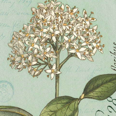 Botanique Bleu IV Black Ornate Wood Framed Art Print with Double Matting by Wild Apple Portfolio