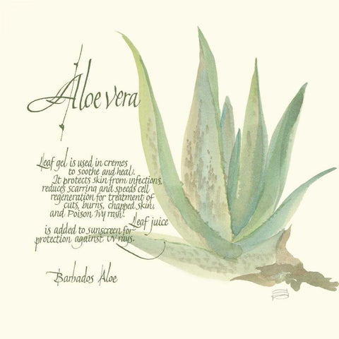 Aloe Vera White Modern Wood Framed Art Print with Double Matting by Paschke, Chris