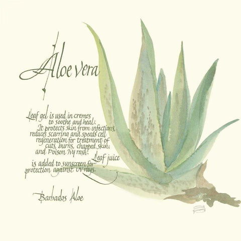 Aloe Vera Black Modern Wood Framed Art Print by Paschke, Chris