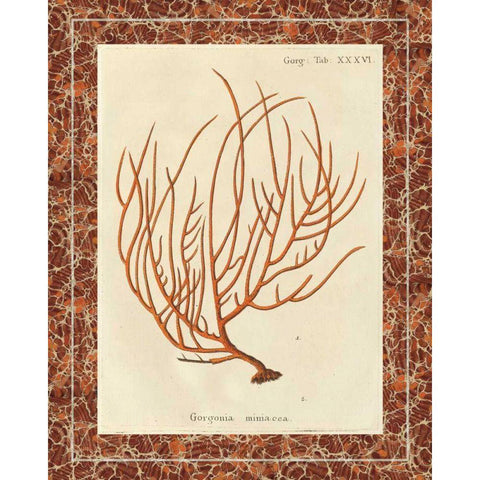 Gorgonia Miniacea Marble White Modern Wood Framed Art Print by Wild Apple Portfolio