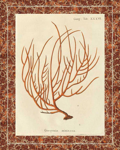 Gorgonia Miniacea Marble White Modern Wood Framed Art Print with Double Matting by Wild Apple Portfolio