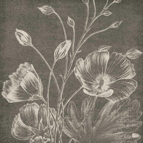 Botanical Beauty Chalk Square IX Black Ornate Wood Framed Art Print with Double Matting by Wild Apple Portfolio