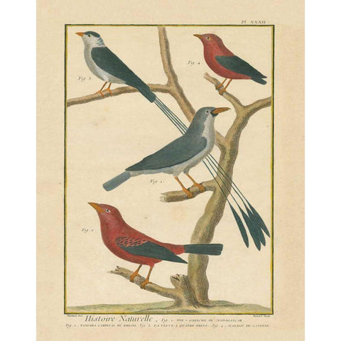 Bird Drawing III Black Modern Wood Framed Art Print with Double Matting by Wild Apple Portfolio