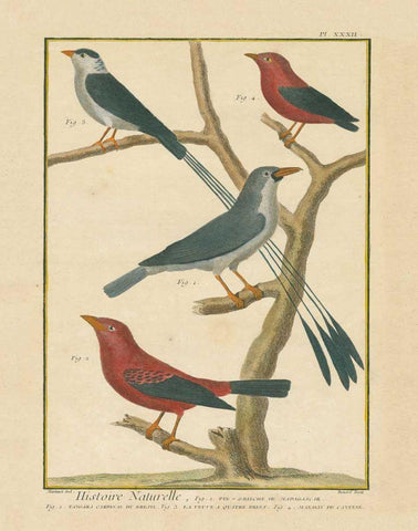 Bird Drawing III Black Ornate Wood Framed Art Print with Double Matting by Wild Apple Portfolio