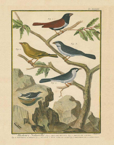 Bird Drawing IV White Modern Wood Framed Art Print with Double Matting by Wild Apple Portfolio