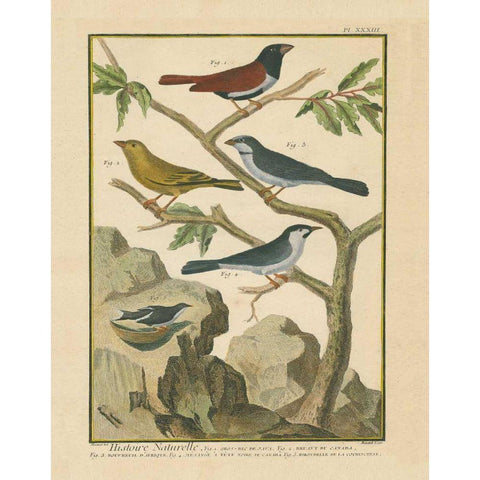 Bird Drawing IV Black Modern Wood Framed Art Print by Wild Apple Portfolio