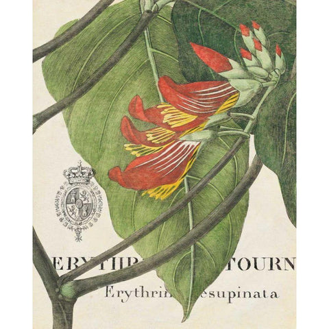 Botanique Tropicale I Black Modern Wood Framed Art Print with Double Matting by Wild Apple Portfolio